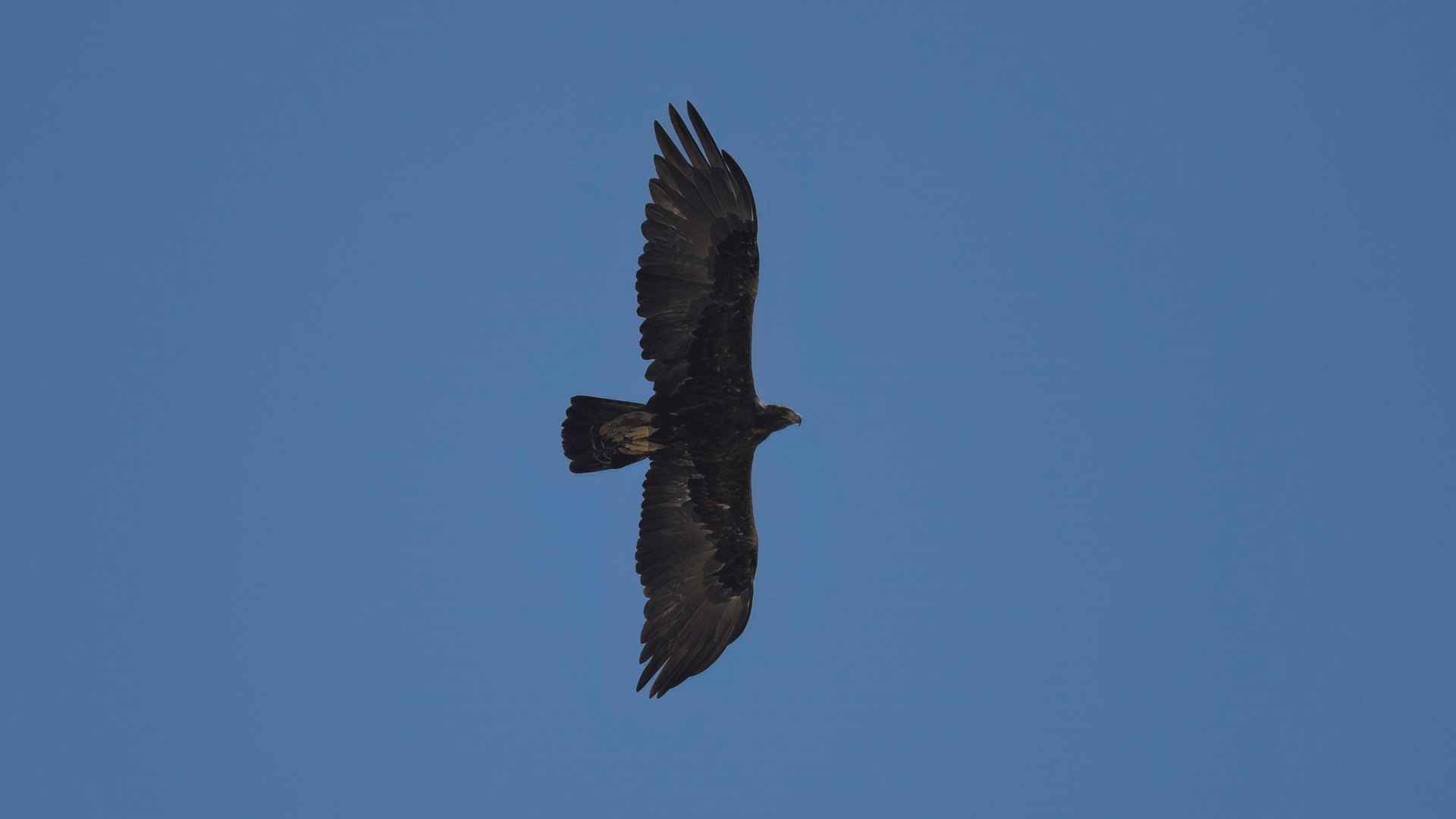 Golden Eagle